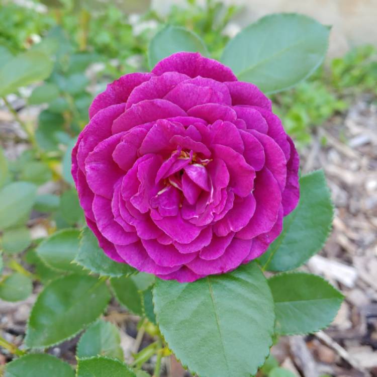 plant image 1004739