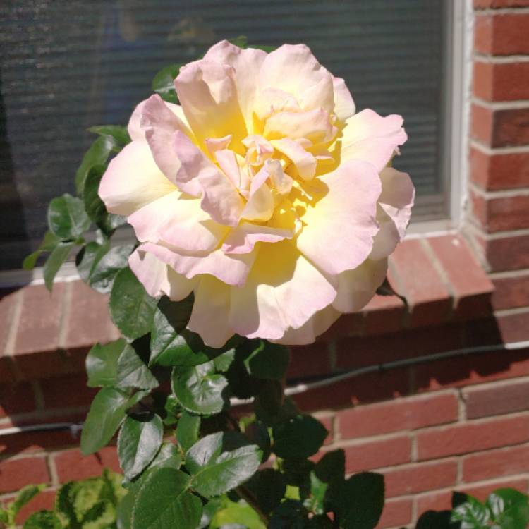 plant image 1005748 plant image 1005748