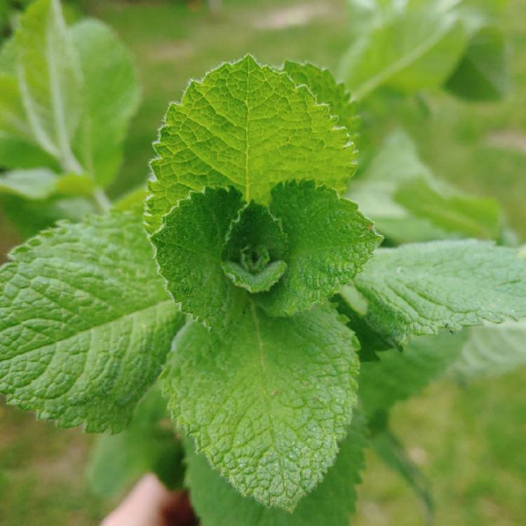 Plant image Mentha suaveolens