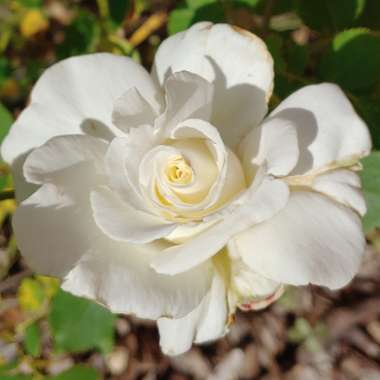 Rosa 'Pope John Paul II'
