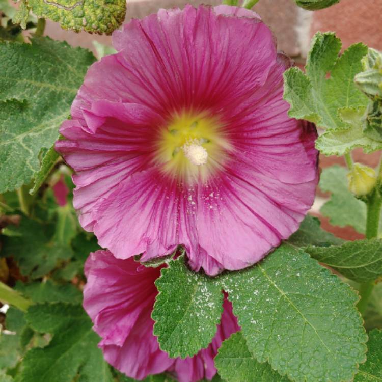 plant image 1014579