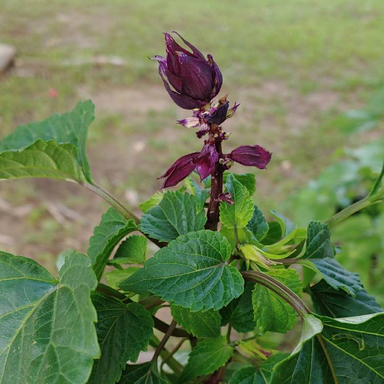 plant image 1016529
