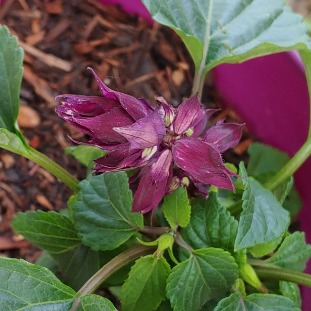 plant image 1016956