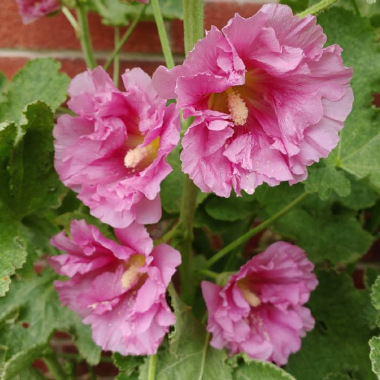 plant image 1018318