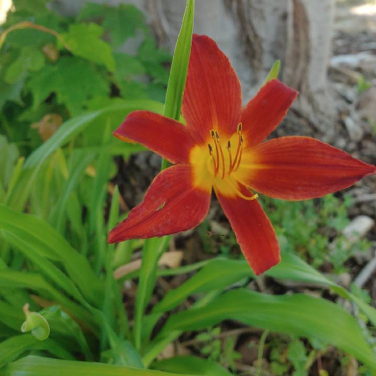 plant image 1021677