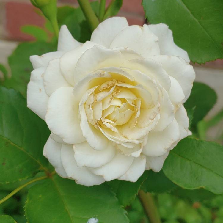 plant image 1023384