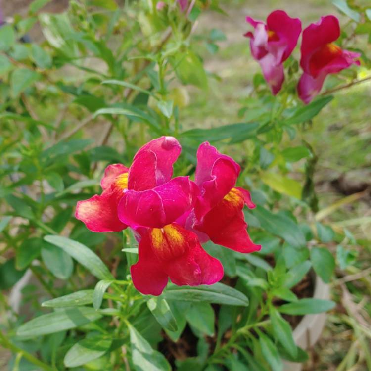 Plant image Chaenorhinum minus syn. Antirrhinum minus L.; Linaria minor