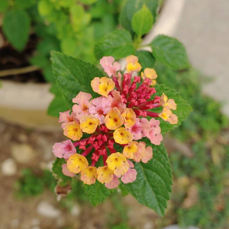 plant image 1025561 plant image 1025561