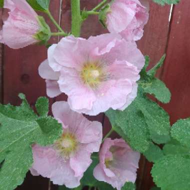 Alcea rosea  syn. Althaea rosea
