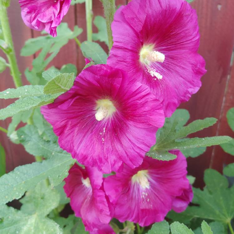 plant image 1031901