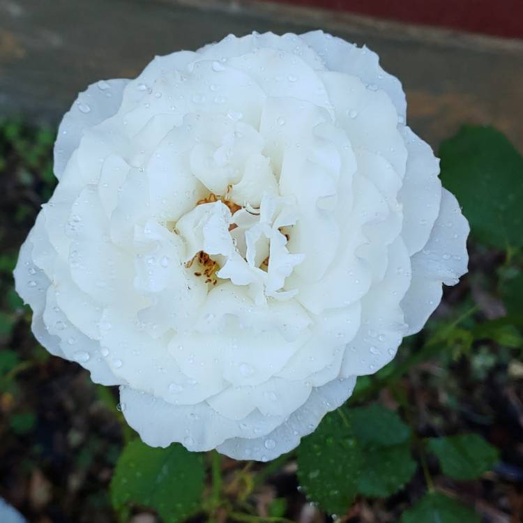 plant image 1032426