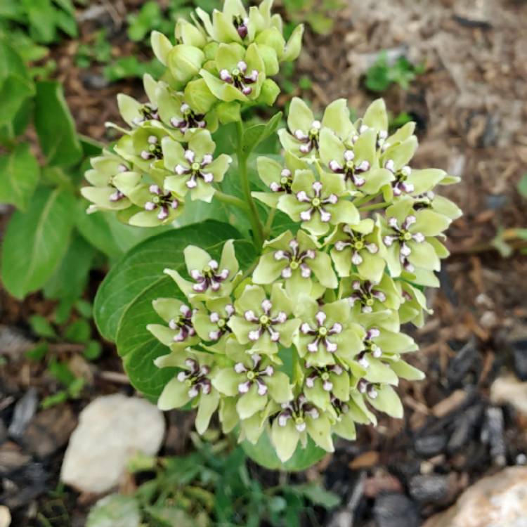 Plant image Asclepias