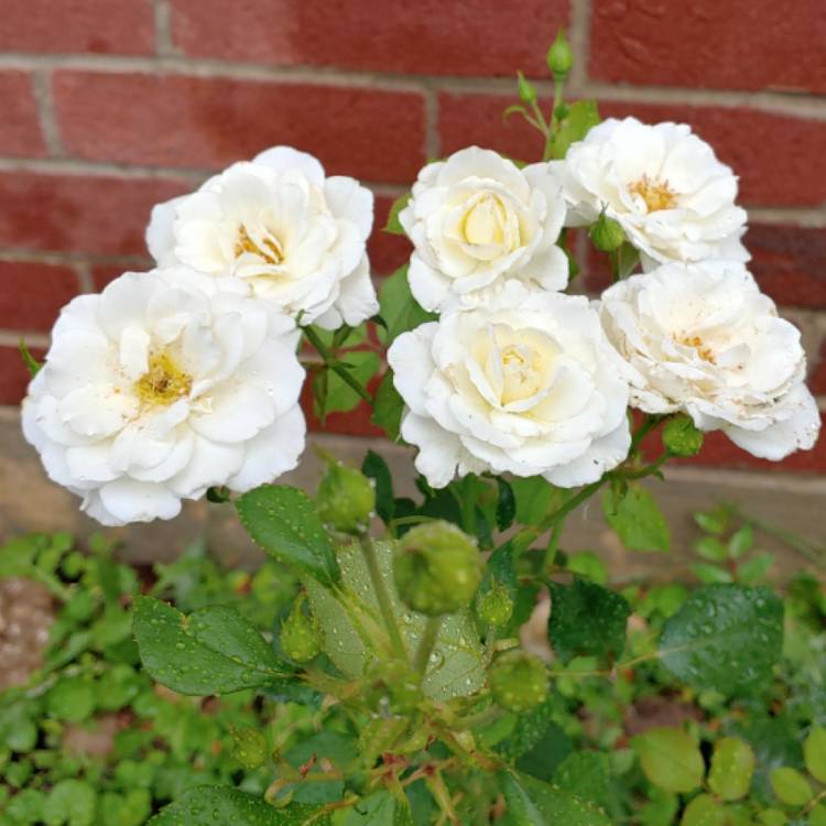plant image 1044694