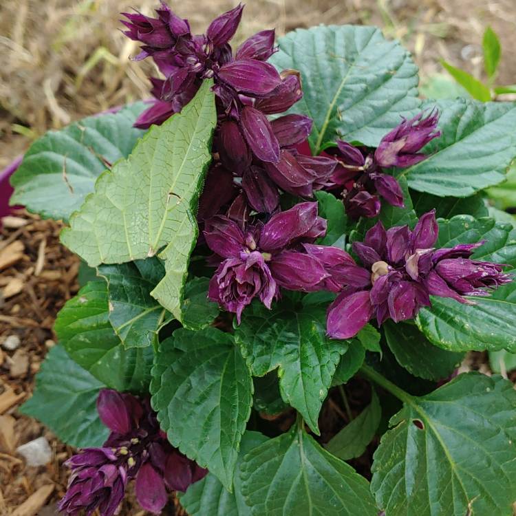 Plant image Salvia splendens 'Sizzler Purple'