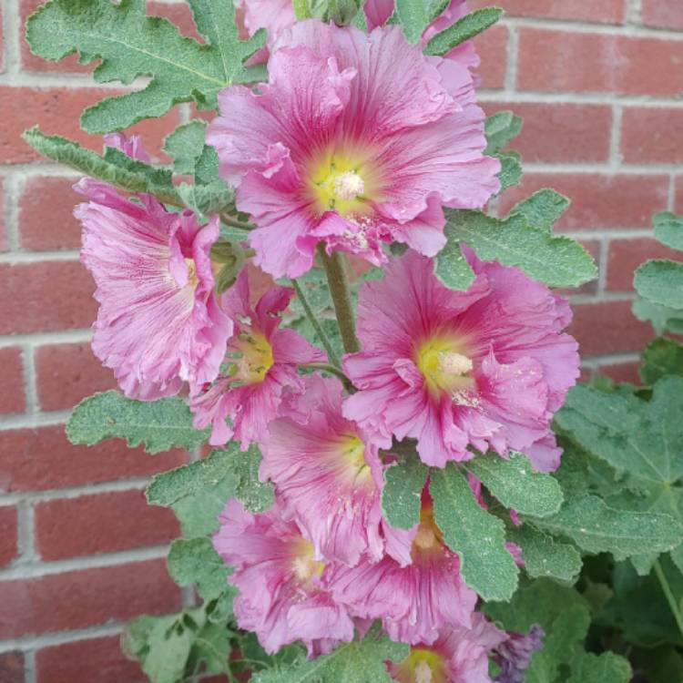 plant image 1046238