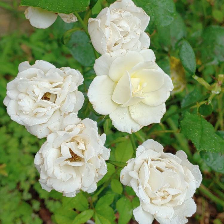 plant image 1051941