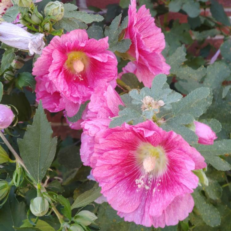 plant image 1061627