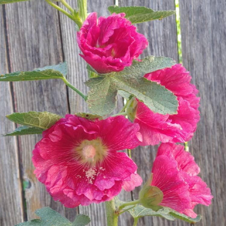 plant image 1065424