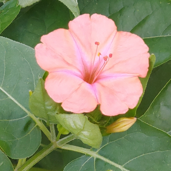 plant image 1066072