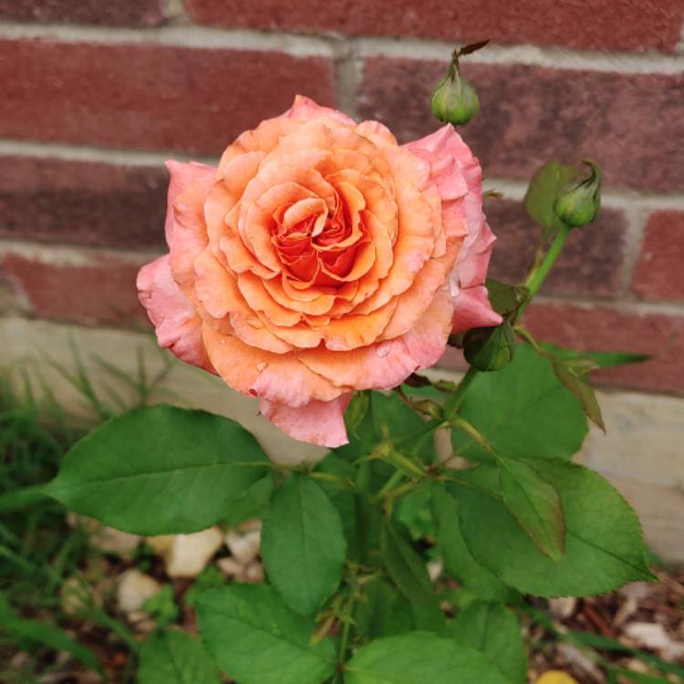 Plant image Rosa (Floribunda)