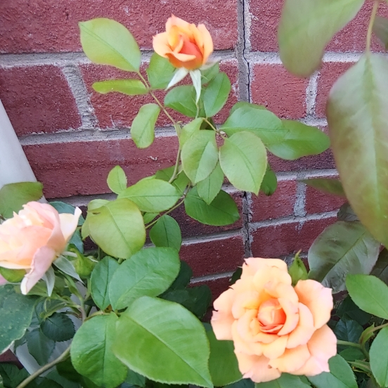 plant image 1068209 plant image 1068209