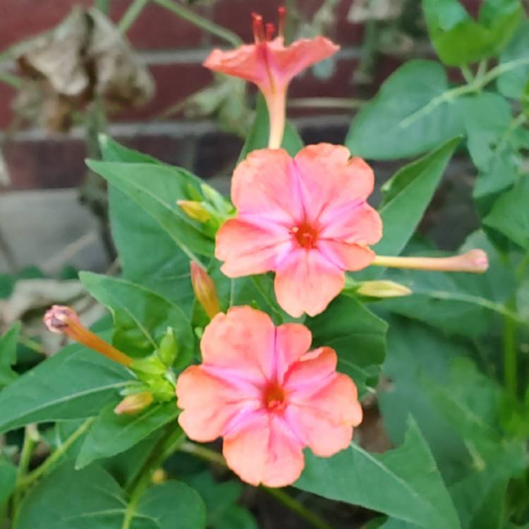 plant image 1072737