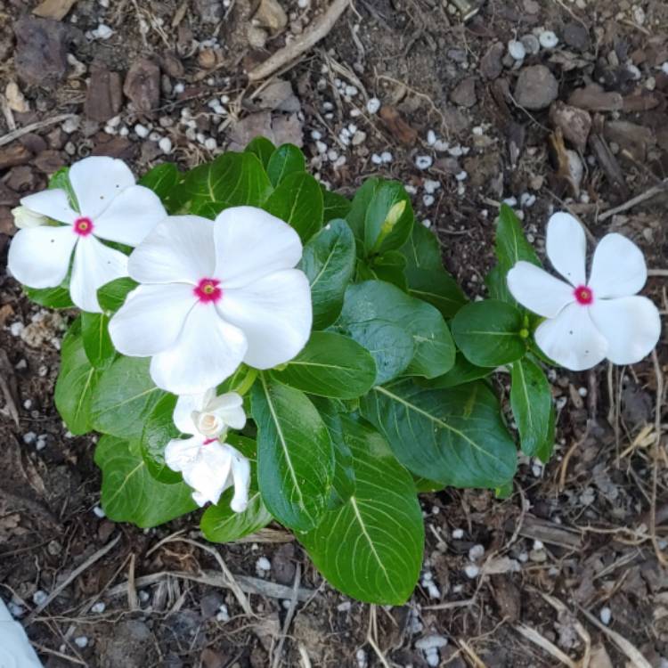 Plant image Catharanthus roseus syn. Vinca rosea