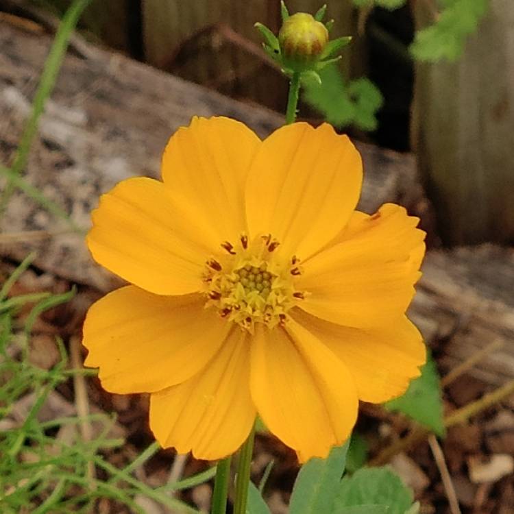 Plant image Coreopsis