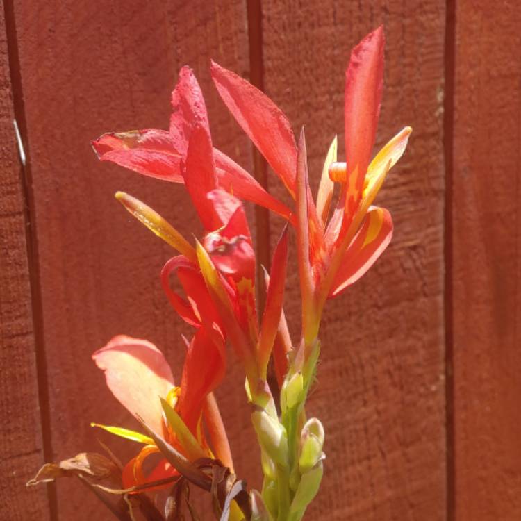 plant image 1093614 plant image 1093614