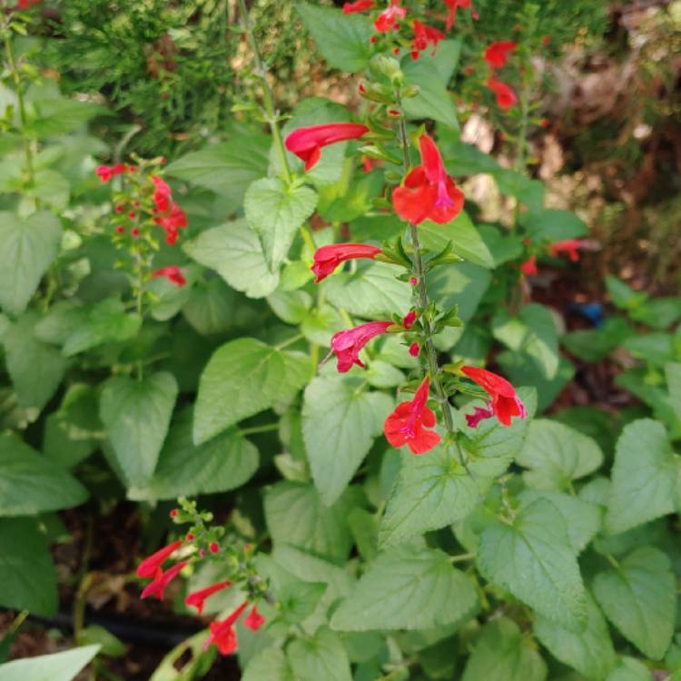 plant image 1164372