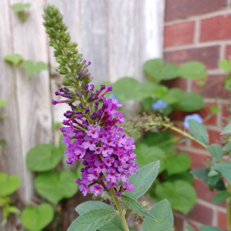 plant image 1164375 plant image 1164375