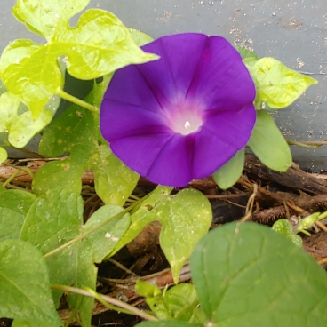 plant image 1164377 plant image 1164377