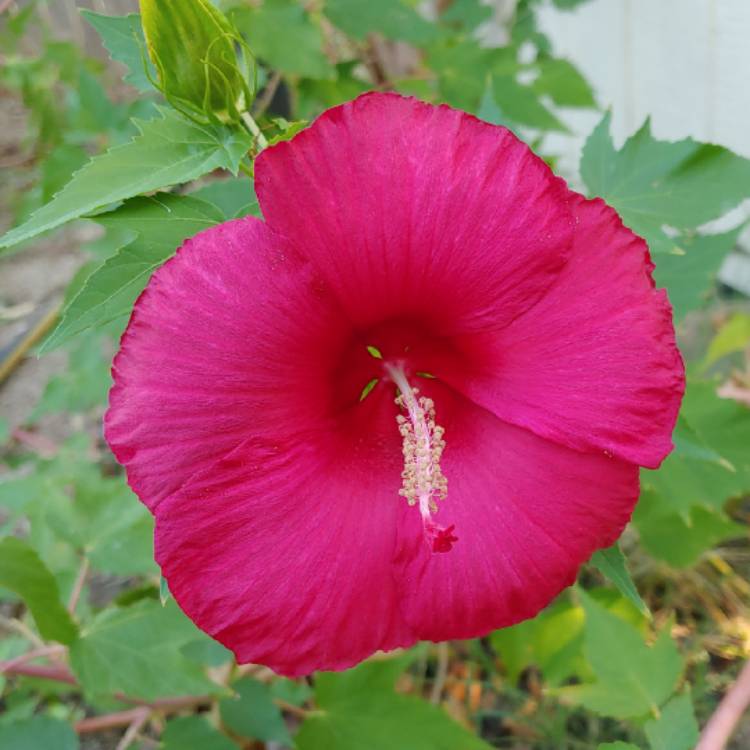 Plant image Hibiscus moscheutos 'Lord Baltimore'