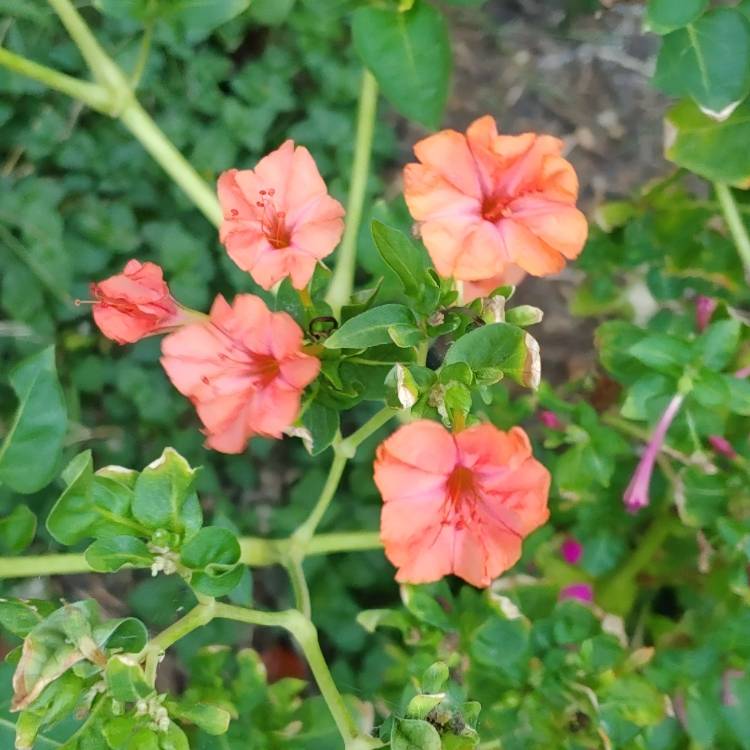 plant image 1168659