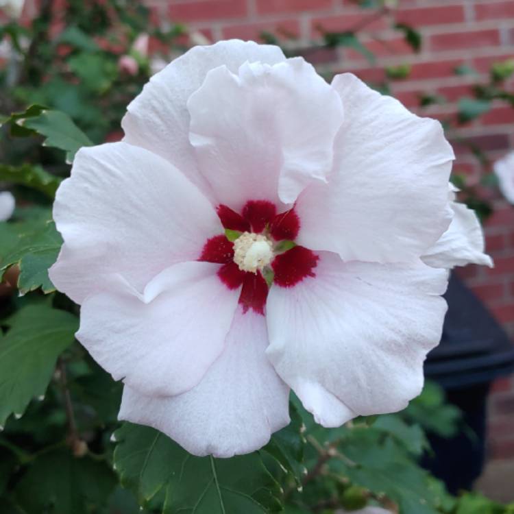 plant image 1168666 plant image 1168666