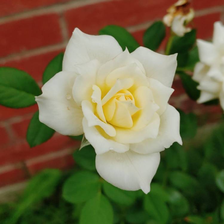 plant image 1169653