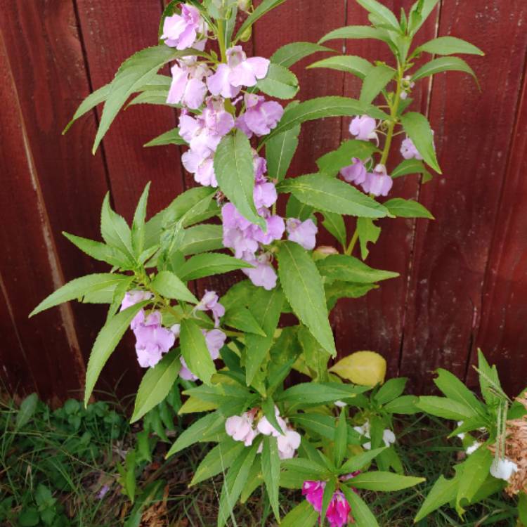 Plant image Impatiens balsamina