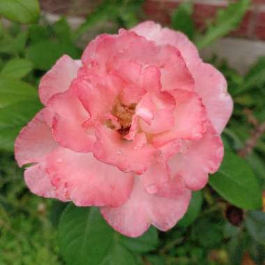 Rosa (Hybrid Tea)