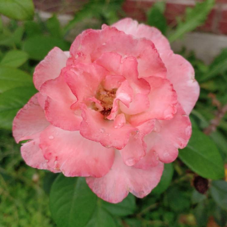 plant image 1171234 plant image 1171234