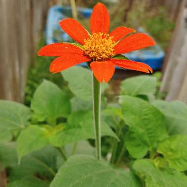 Tithonia rotundifolia syn Tithonia speciosa