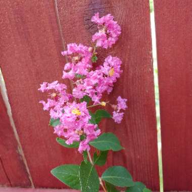 Lagerstroemia