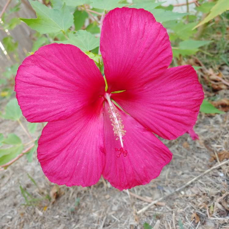 plant image 1173135 plant image 1173135