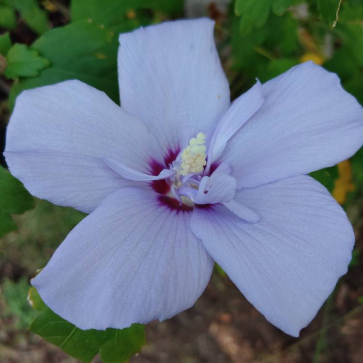 plant image 1173141 plant image 1173141