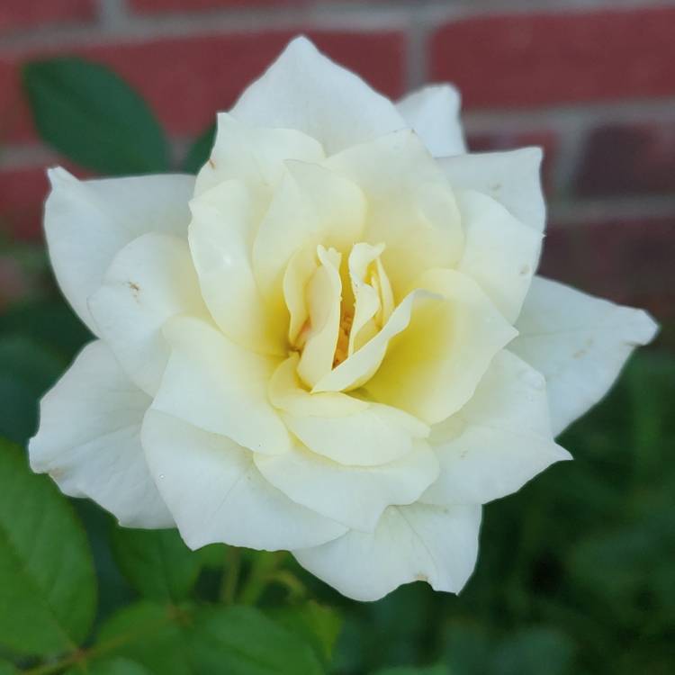 plant image 1173371
