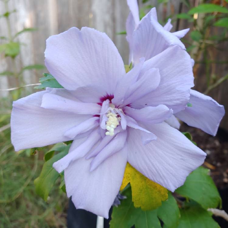 plant image 1173688 plant image 1173688