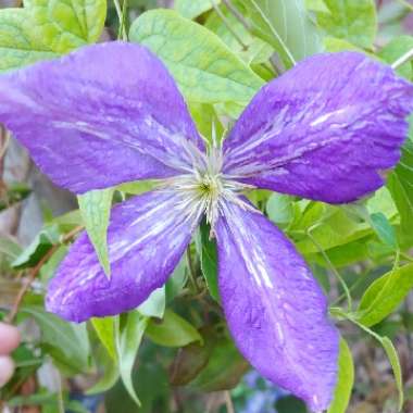 Clematis jackmanii 'Tie Dye'