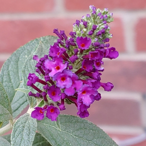 plant image 1182576 plant image 1182576