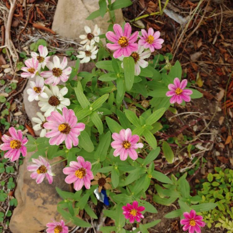 plant image 1184842 plant image 1184842
