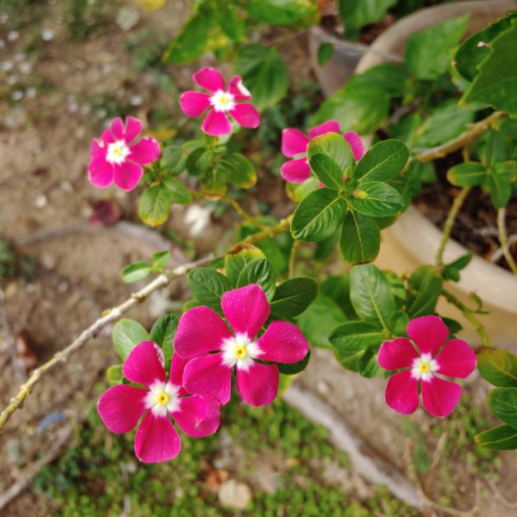 plant image 1188168 plant image 1188168