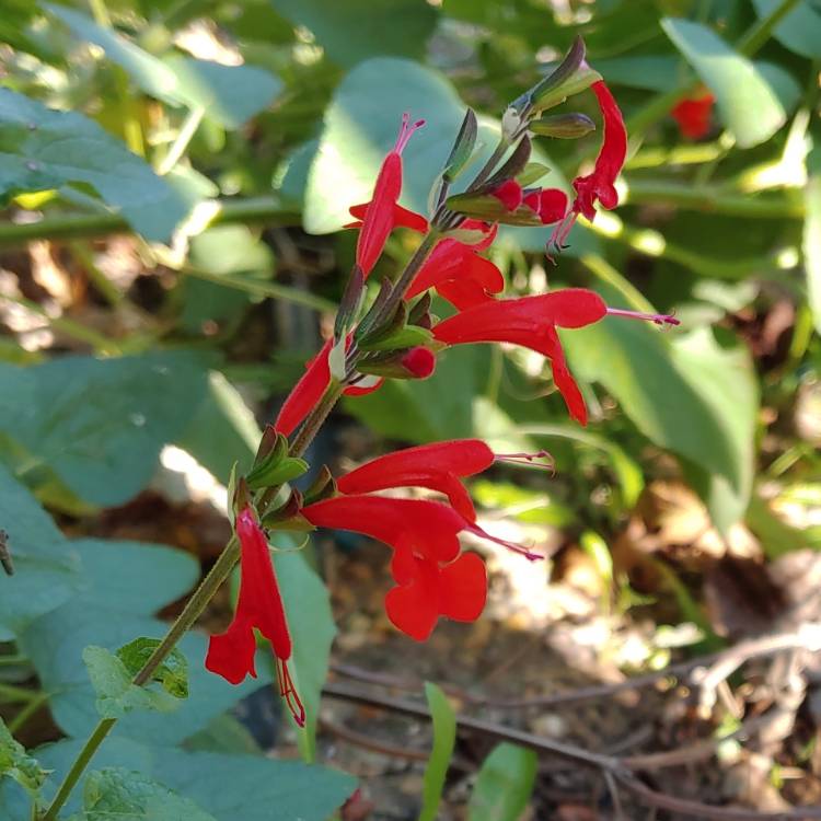 Plant image Salvia Coccinea